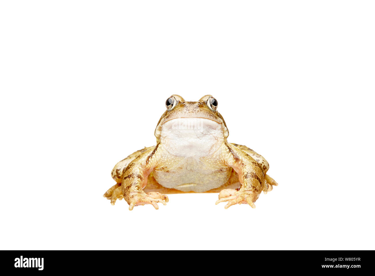 Grenouille rousse (Rana temporaria) portrait, Barnt Green, Worcestershire, Angleterre, Royaume-Uni, octobre. Banque D'Images