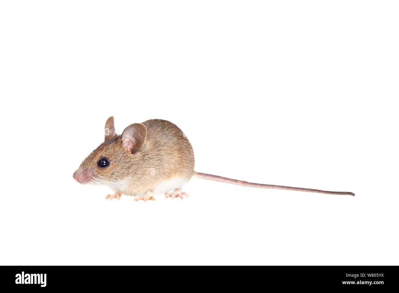 Souris en bois (Apodemus sylvaticus) Worcestershire, Angleterre, Royaume-Uni, mai, Banque D'Images