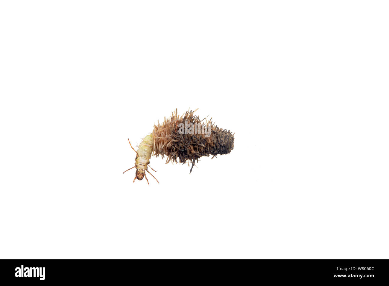 Larve de phrygane (Trichoptères) rameau avec cas. Worcestershire, Royaume-Uni, mai. Banque D'Images
