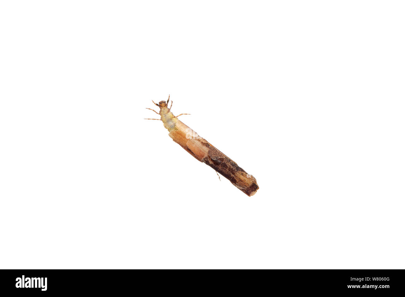 Larve de phrygane (Trichoptères) rameau avec cas. Worcestershire, Royaume-Uni, mai. Banque D'Images