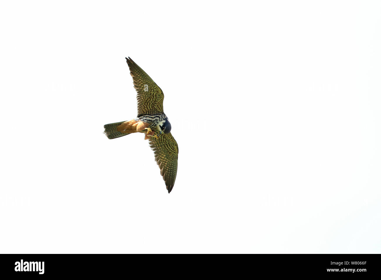 Hobby (Falco subbuteo) en vol contre fond blanc, Suffolk, Angleterre, Royaume-Uni, mai. Banque D'Images