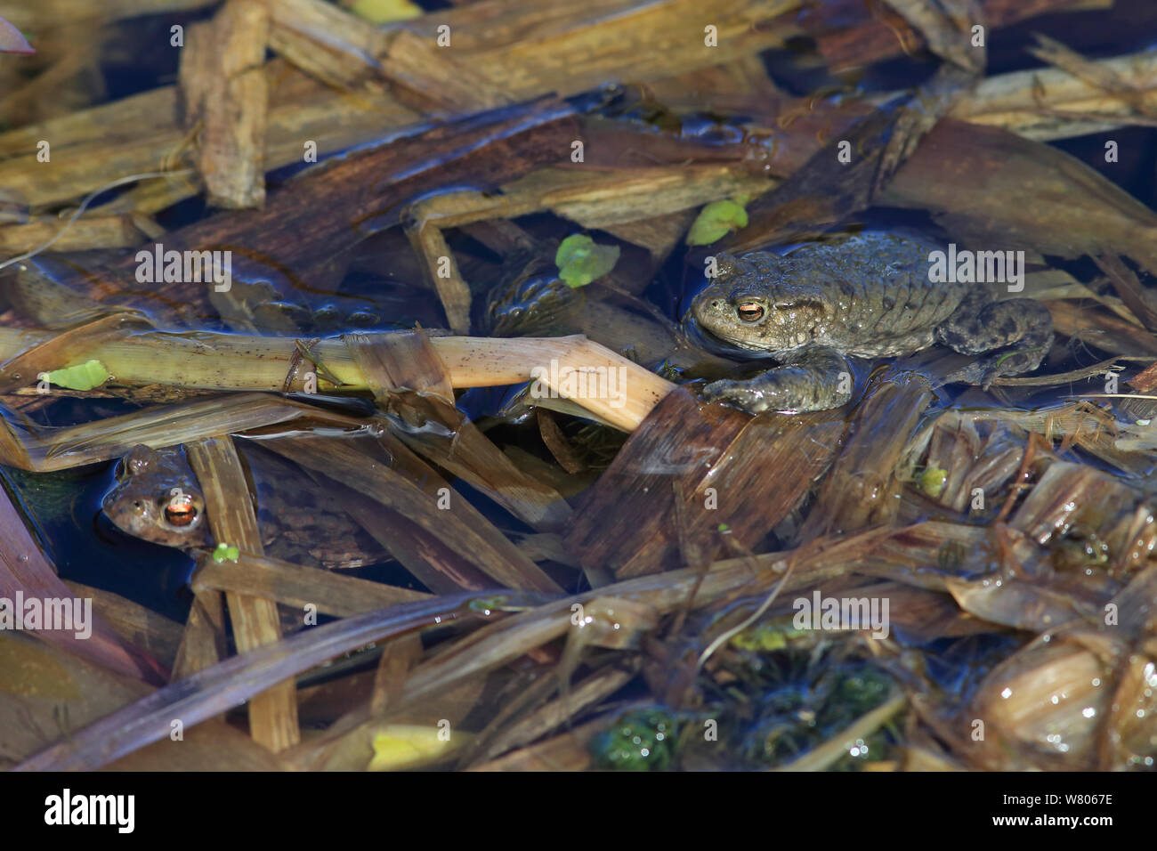 Le crapaud commun (Bufo bufo) dans l'eau, Norfolk, Angleterre, Royaume-Uni, mars. Banque D'Images