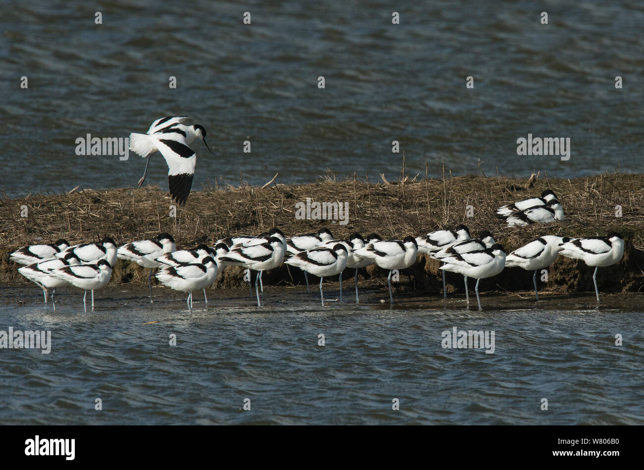 Avocette élégante (Recurvirostra avosetta) affluent sur l'île, au cours de la migration. Oosterendl, île de Texel, aux Pays-Bas. Banque D'Images Avocette élégante (Recurvirostra avosetta) affluent sur l'île, au cours de la migration. Oosterendl, île de Texel, aux Pays-Bas. Banque D'Images