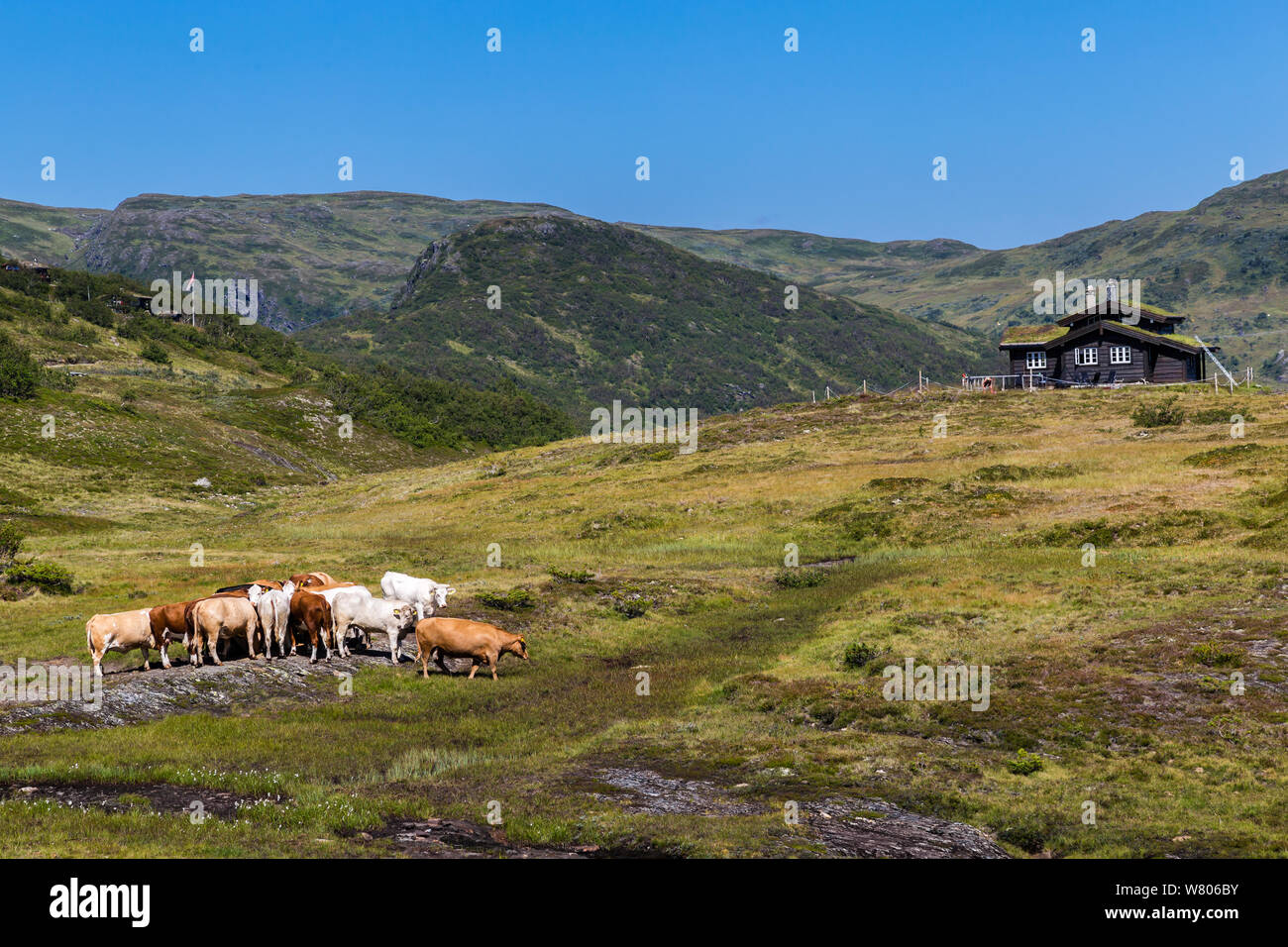Vue Panoromic avec des vaches et une maison de la route panoramique nationale norvégienne entre Gaularfjellet Myrkdalen et Vik en Norvège Scandinavie (n13) Banque D'Images