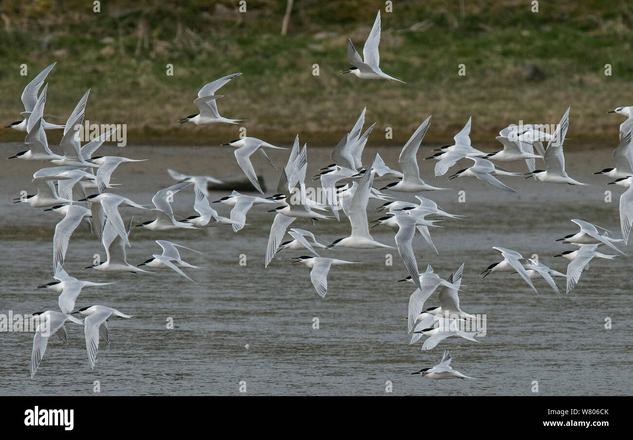 Les sternes (Sterna sandvicensis Sandwich) au cours de la migration, flocage Oosterend, île de Texel, aux Pays-Bas. Banque D'Images Les sternes (Sterna sandvicensis Sandwich) au cours de la migration, flocage Oosterend, île de Texel, aux Pays-Bas. Banque D'Images