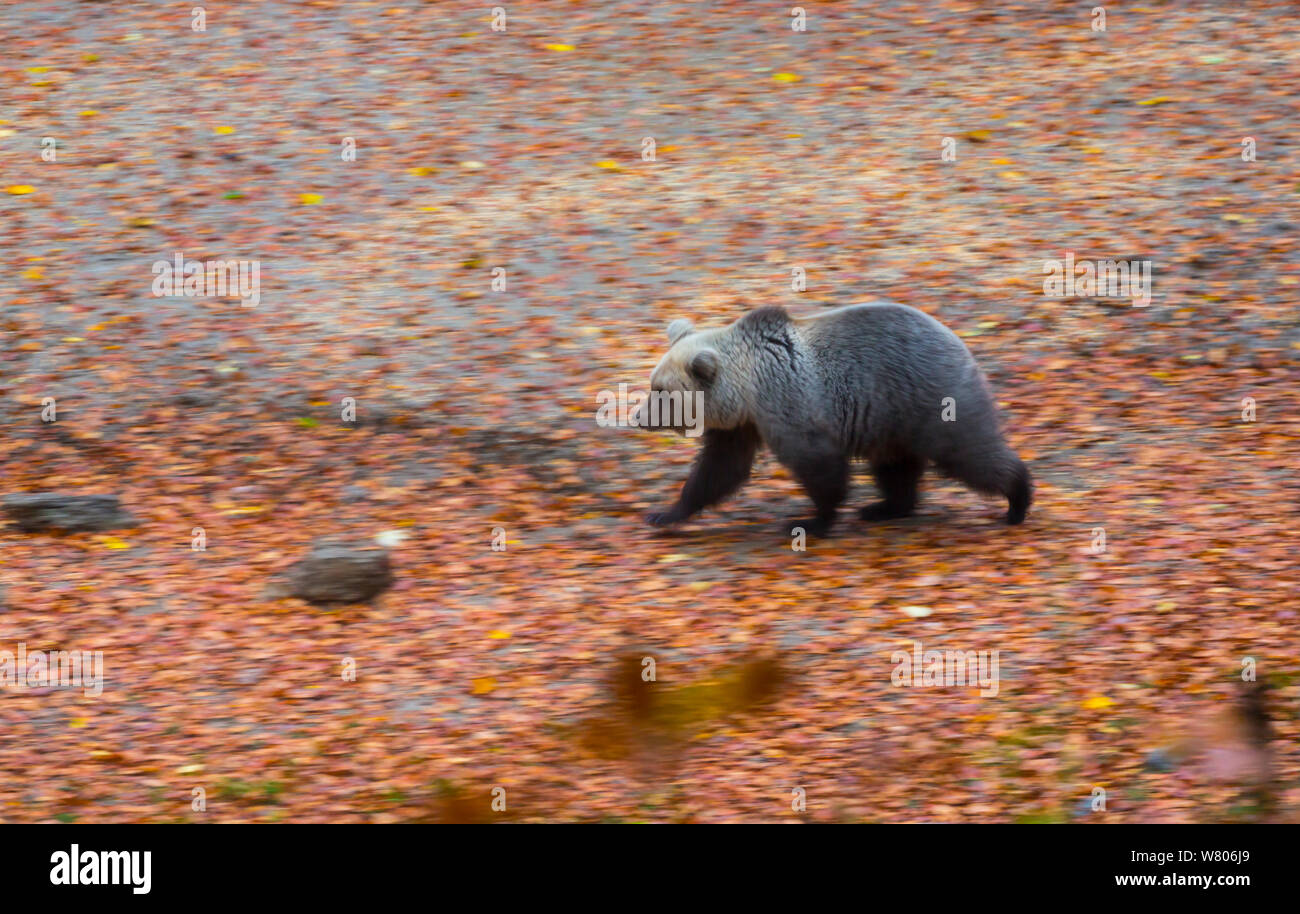 European bear (Ursus arctos arctos) en compensation, Masun, vert forêt, Karst Slovénie, octobre 2014. Banque D'Images