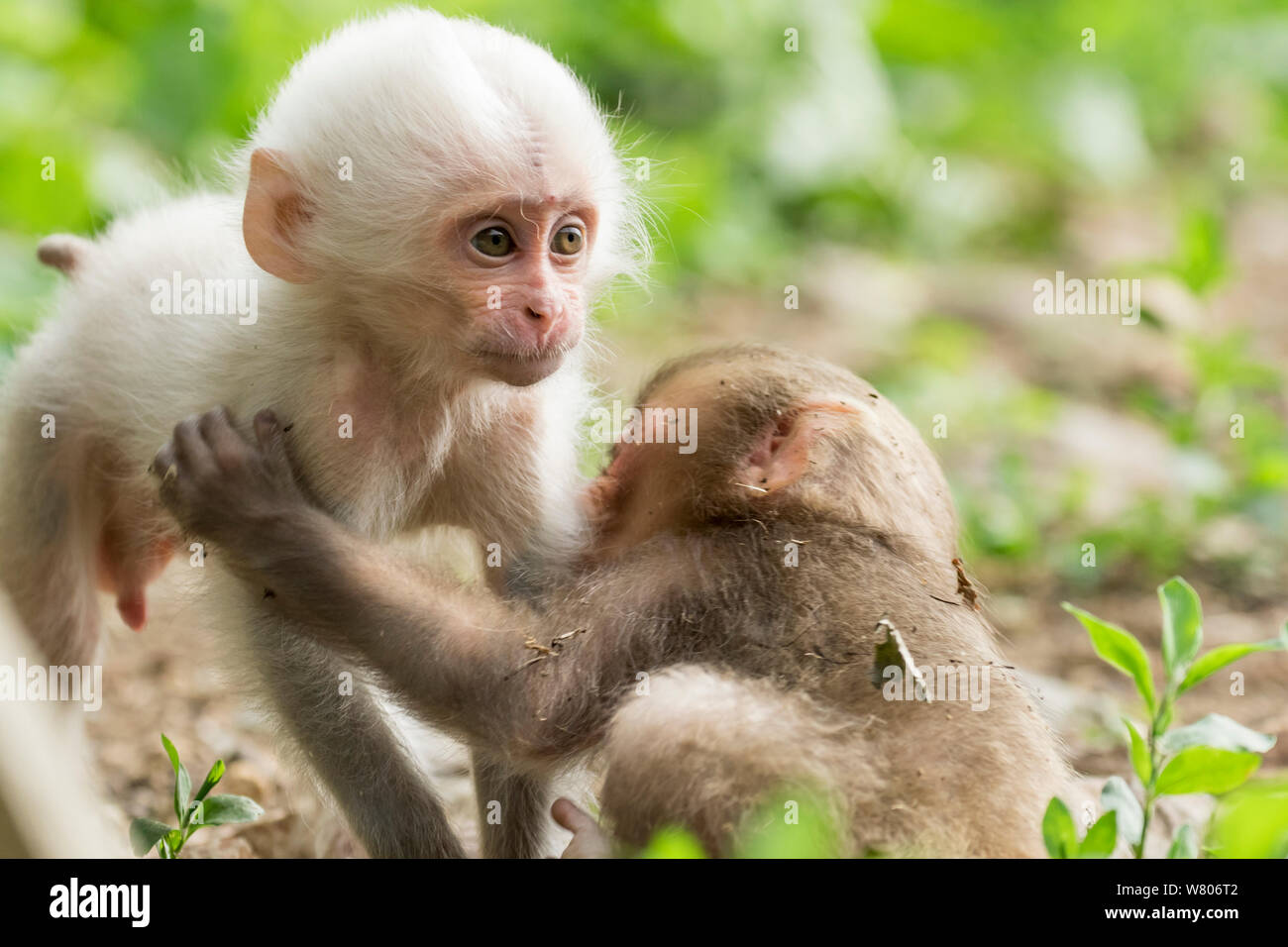 Macaque japonais (Macaca fuscata fuscata) fourrure blanc rare bébé jouant avec un autre bébé, Jigokudani Valley, Nagano Prefecture, Japan. De juin. Banque D'Images