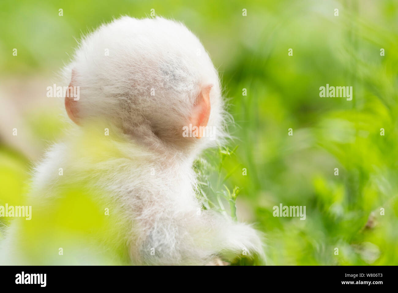 Macaque japonais (Macaca fuscata fuscata) mère avec fourrure blanc rare, bébé Vallée Jigokudani, Nagano Prefecture, Japan. De juin. Banque D'Images