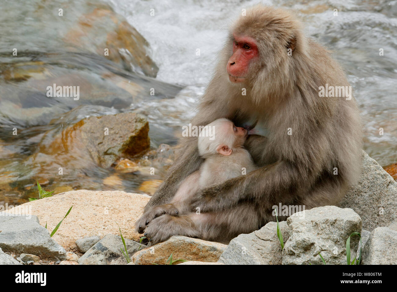 Macaque Japonais Macaca Fuscata Fuscata Mere Avec Bebe Fourrure Blanc Rare Suckling Jigokudani Valley Nagano Prefecture Japan De Juin Photo Stock Alamy