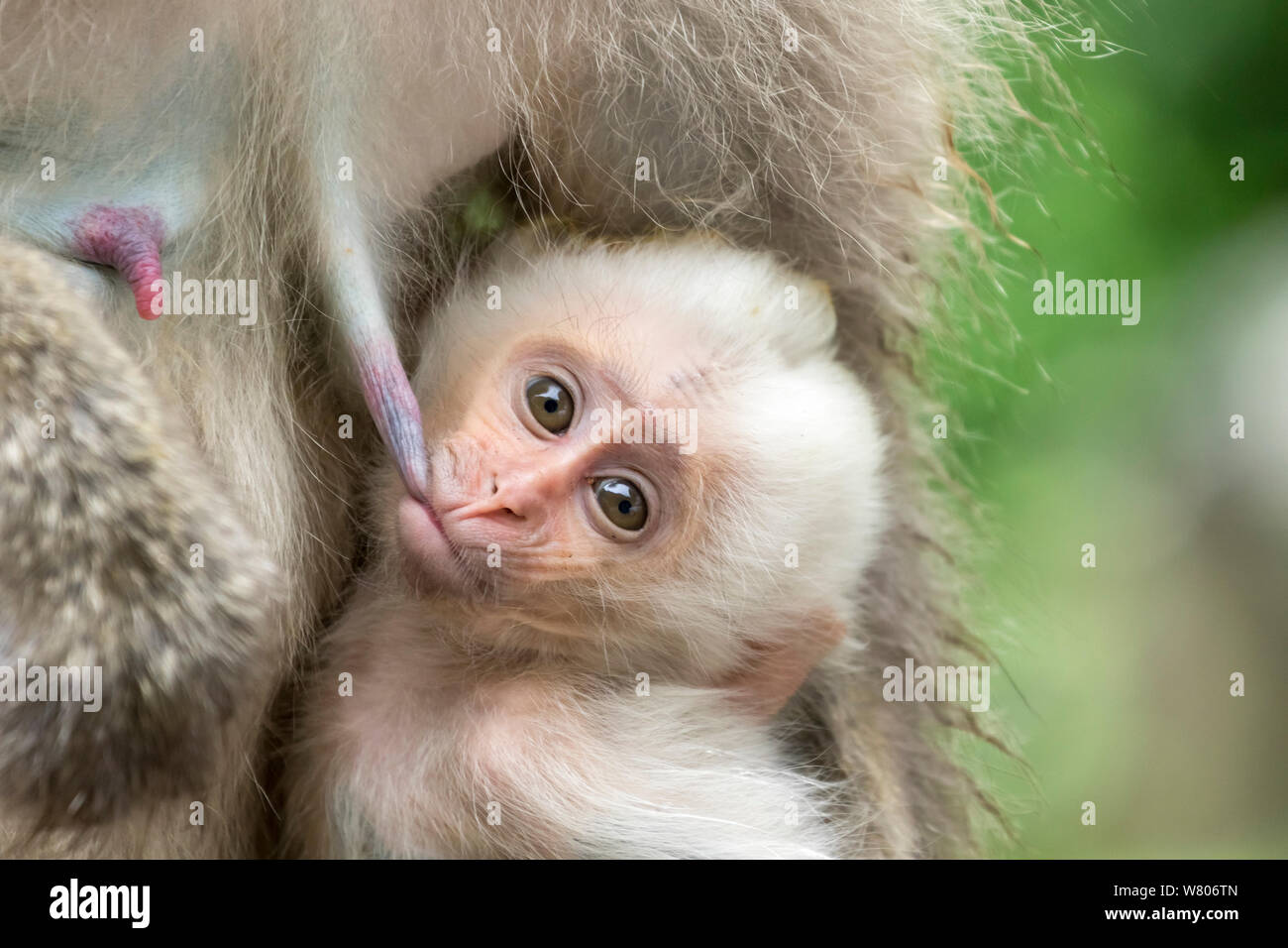 Macaque japonais (Macaca fuscata fuscata) fourrure blanc rare suckling, bébé Vallée Jigokudani, Nagano Prefecture, Japan. De juin. Banque D'Images