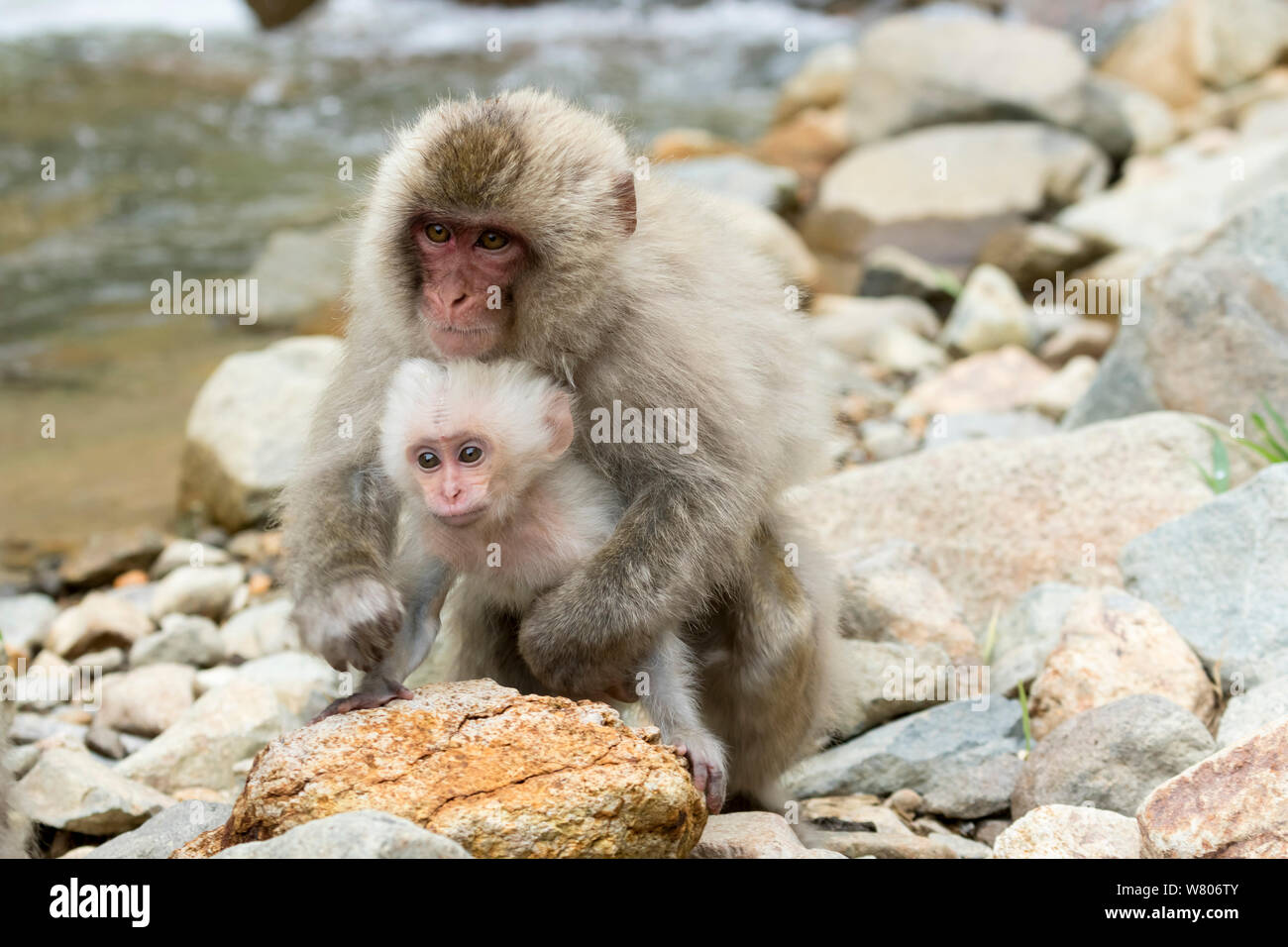 Macaque japonais (Macaca fuscata fuscata) mère portant fourrure blanc rare, bébé Vallée Jigokudani, Nagano Prefecture, Japan. De juin. Banque D'Images