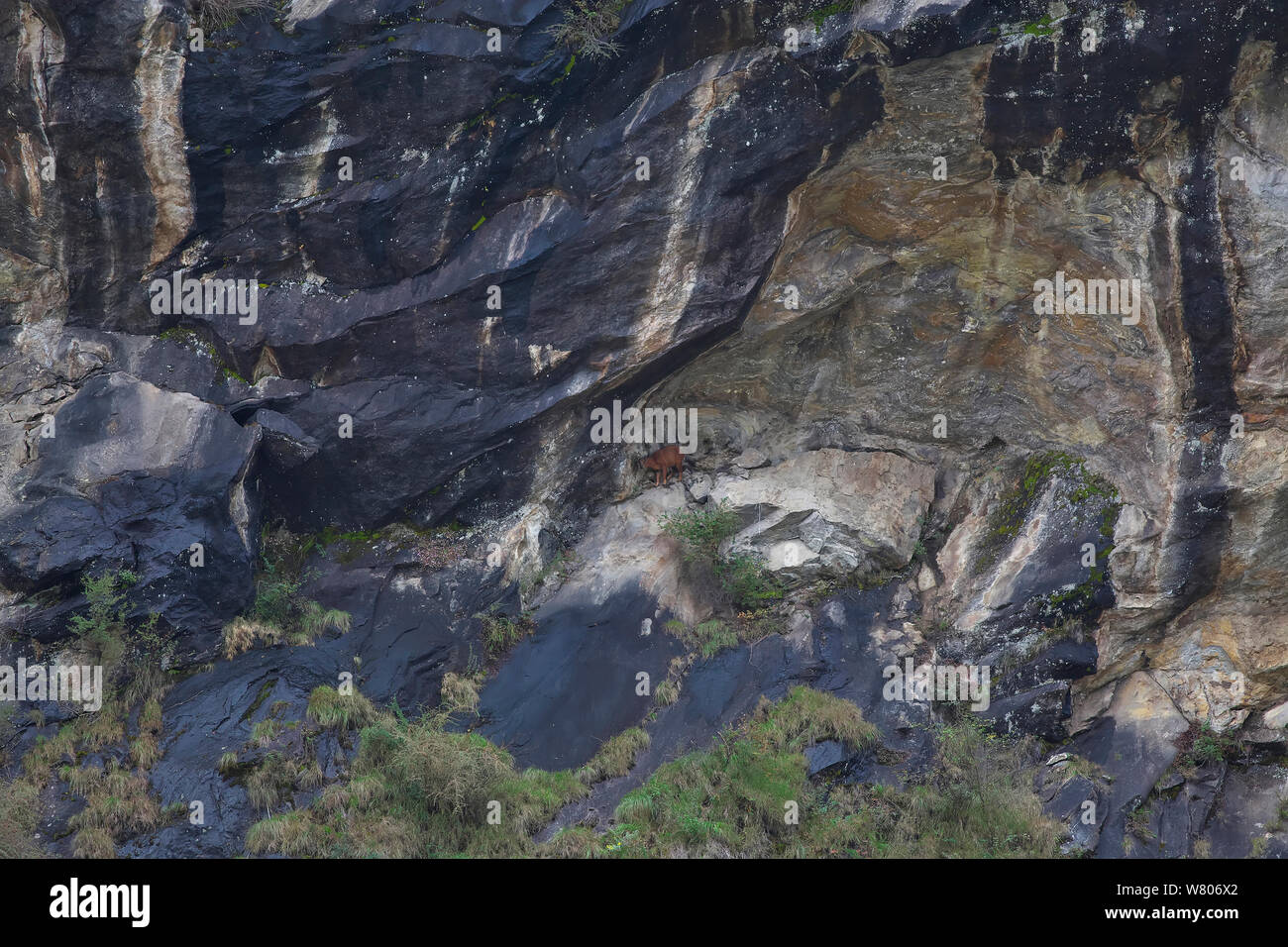 Naemorhedus baileyi gorals (rouge) sur la pente rocheuse, le Mont Namjagbarwa Yarlung Zangbo, le Parc National du Grand Canyon, de la préfecture de Nyingchi, Tibet, Chine. Octobre. Les espèces vulnérables. Banque D'Images