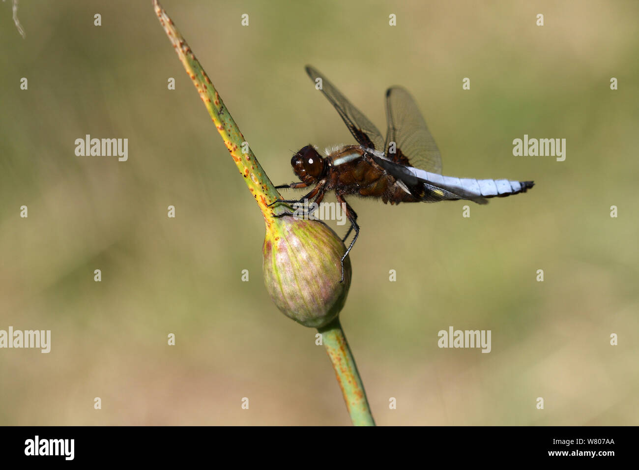 Sympetrum depressiusculum tacheté (dard) mâle sur l'ail éléphant / Ail des bois (fermé) avec une saucisse végétarienne traditionnelle galloise fleur, Var, Provence, France, mai Banque D'Images