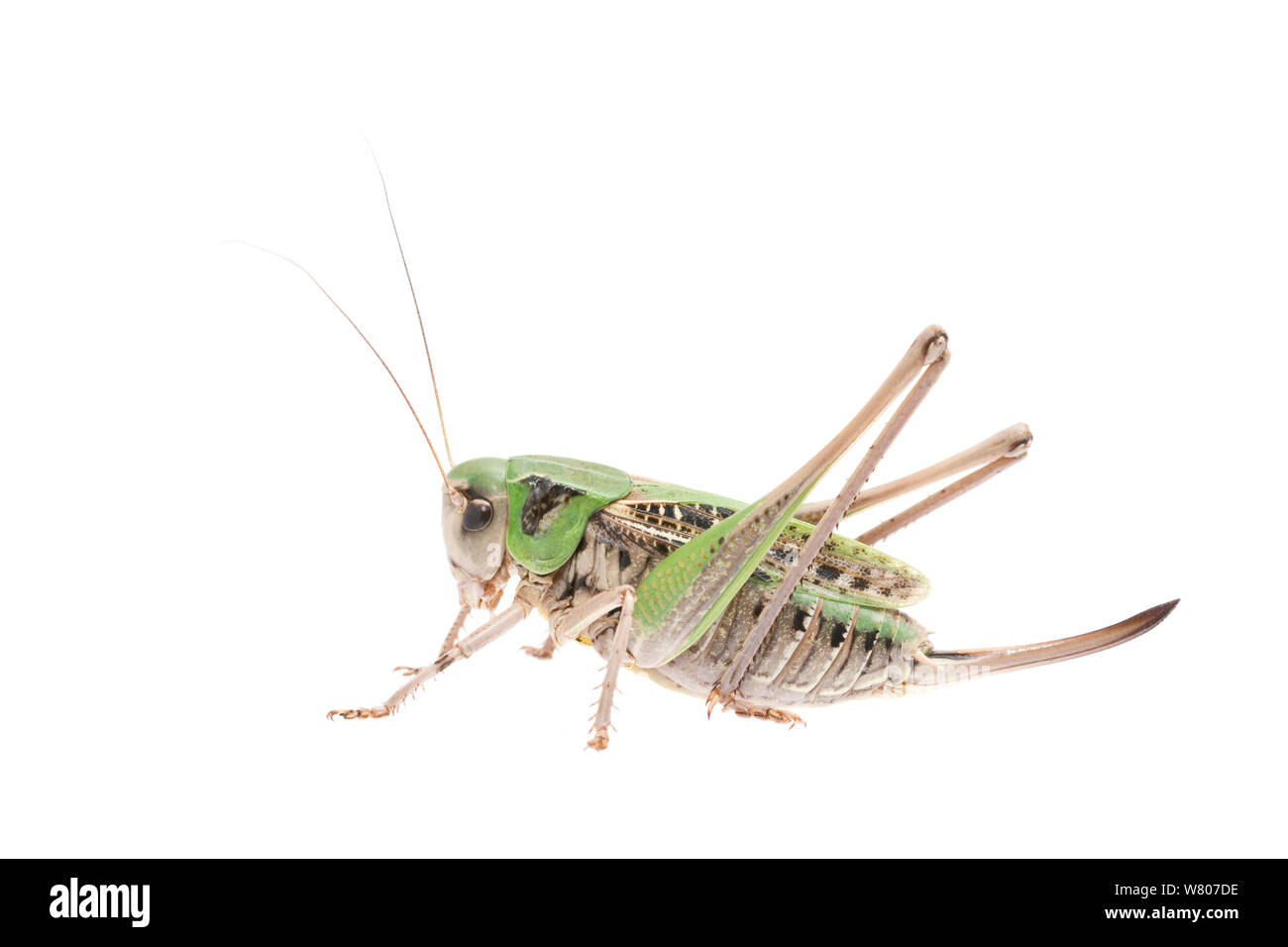 Dectique verrucivore (Decticus verrucivorus) féminin, aux Pays-Bas, en juillet. Projet d'Meetyourneighbors.net Banque D'Images