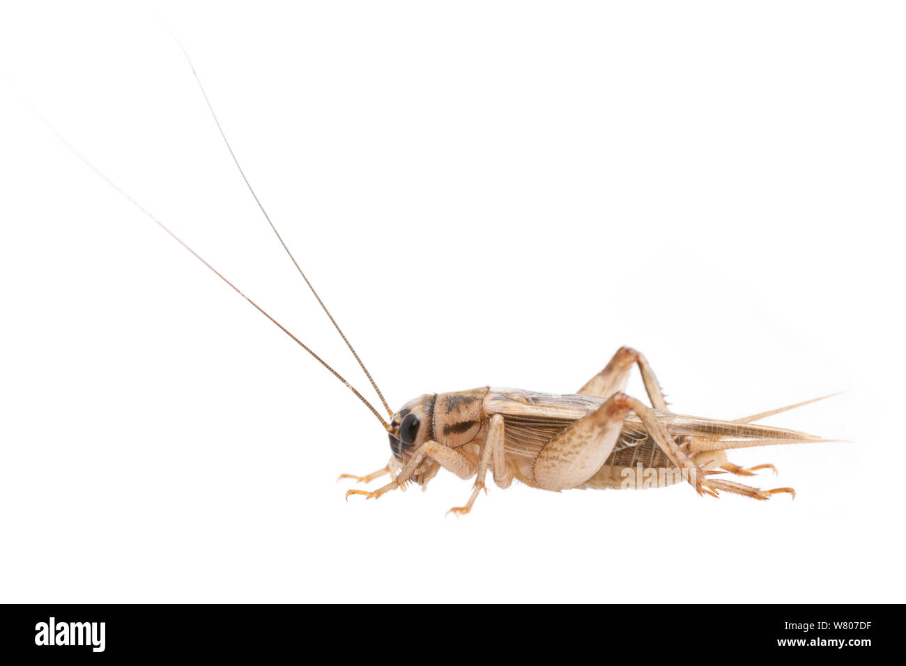 Chambre cricket (Acheta domesticus) d'hommes, aux Pays-Bas, en septembre. Projet d'Meetyourneighbors.net Banque D'Images