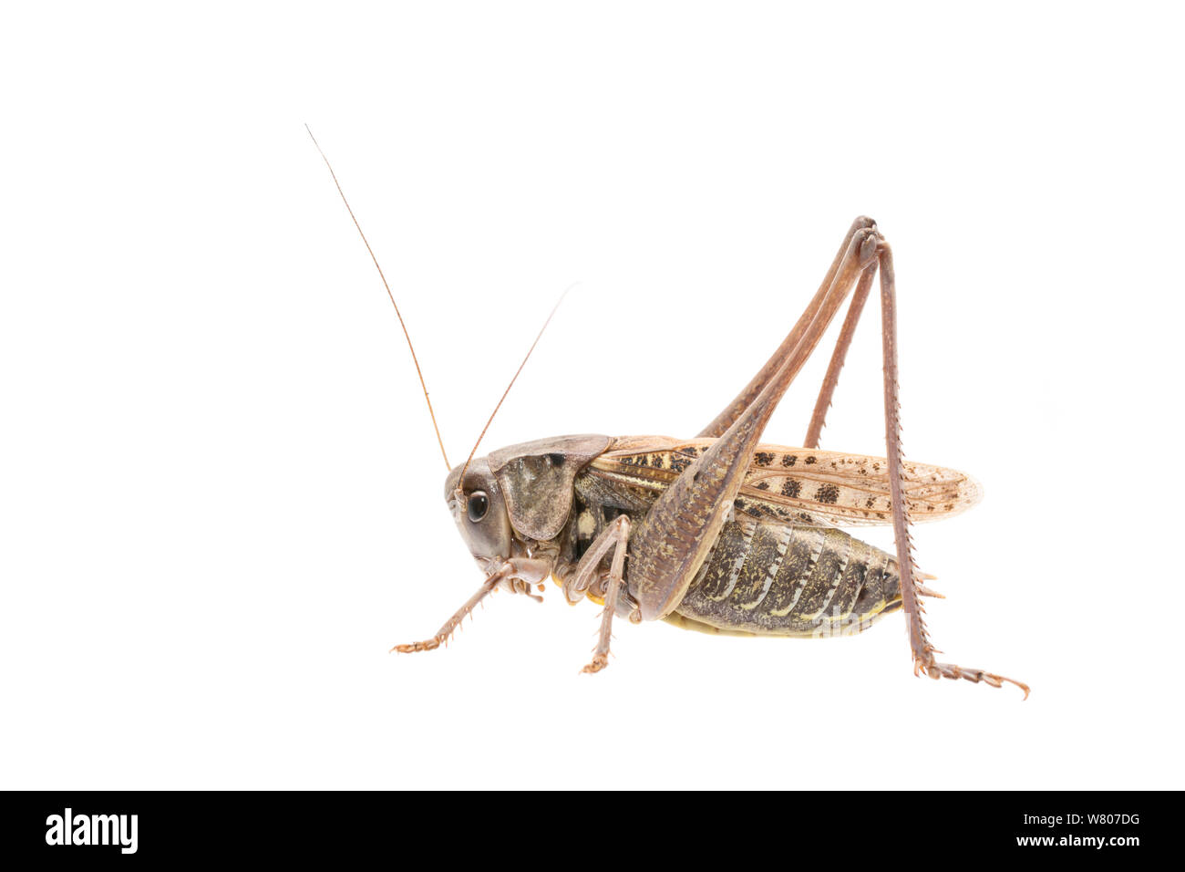 Dectique verrucivore (Decticus verrucivorus) d'hommes, aux Pays-Bas, en juillet. Projet d'Meetyourneighbors.net Banque D'Images