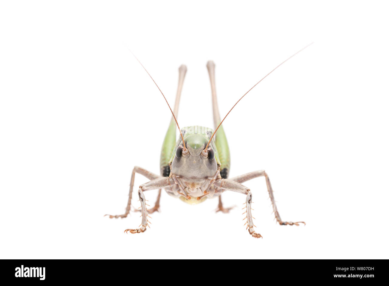 Dectique verrucivore (Decticus verrucivorus) d'hommes, aux Pays-Bas, en juillet. Projet d'Meetyourneighbors.net Banque D'Images