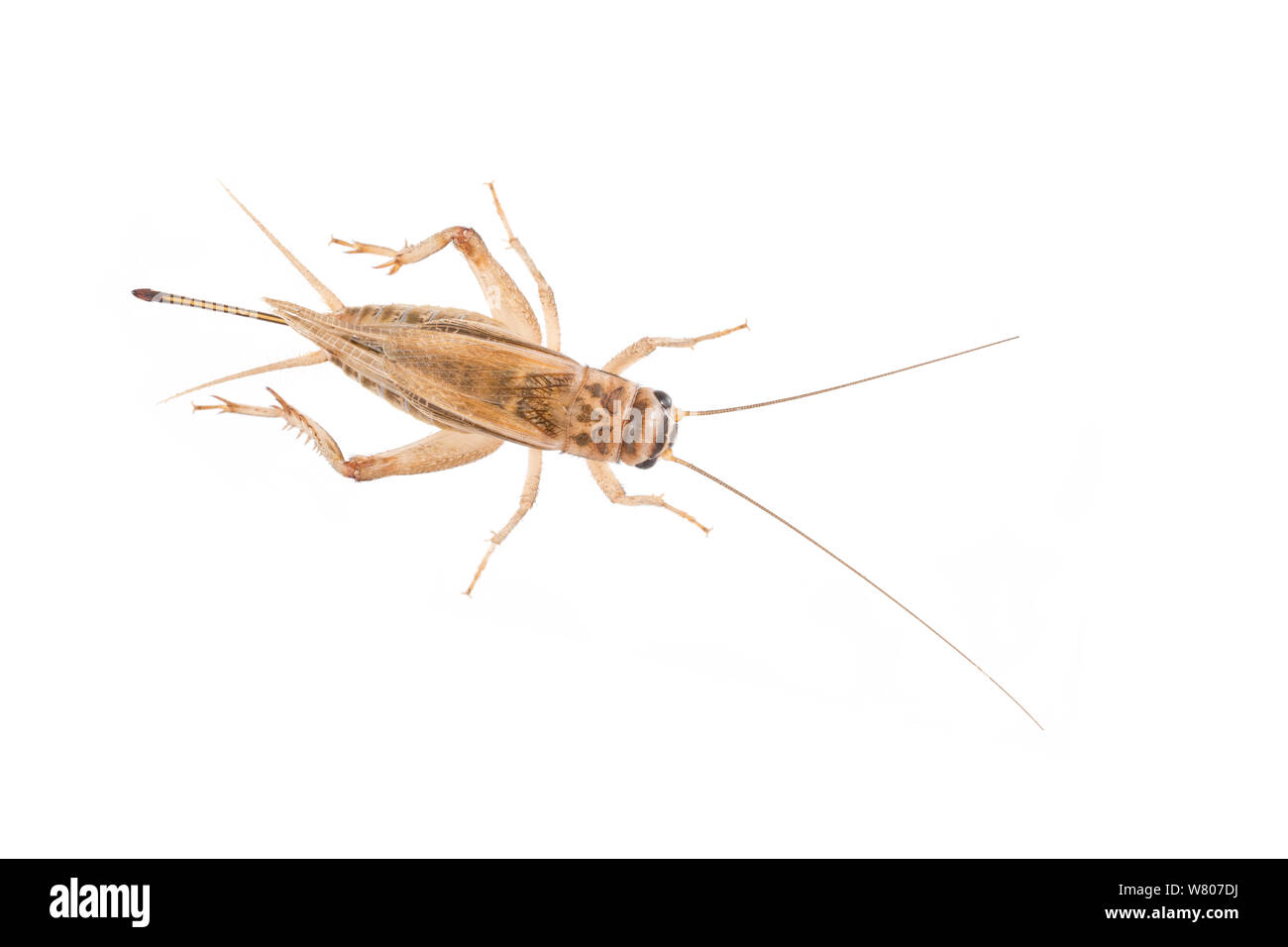 Chambre cricket (Acheta domesticus) féminin, aux Pays-Bas, en septembre. Projet d'Meetyourneighbors.net Banque D'Images