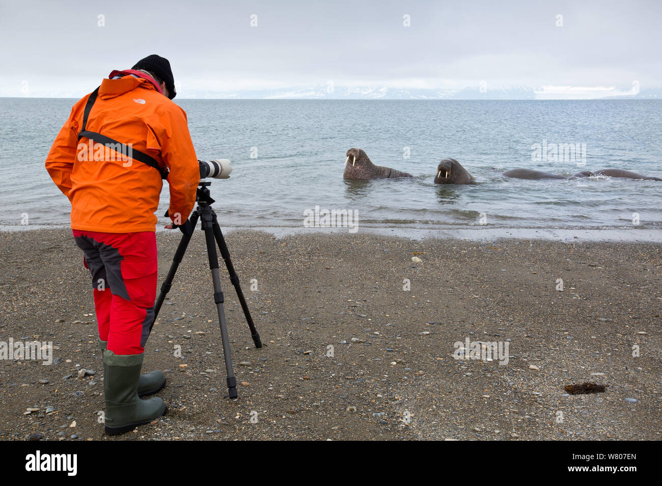 Prendre des photos de photographe le morse (Odobenus rosmarus) sortis de l'eau dans une eau peu profonde, Spitzberg, archipel du Svalbard, Norvège, de l'océan Arctique. Juillet. Banque D'Images