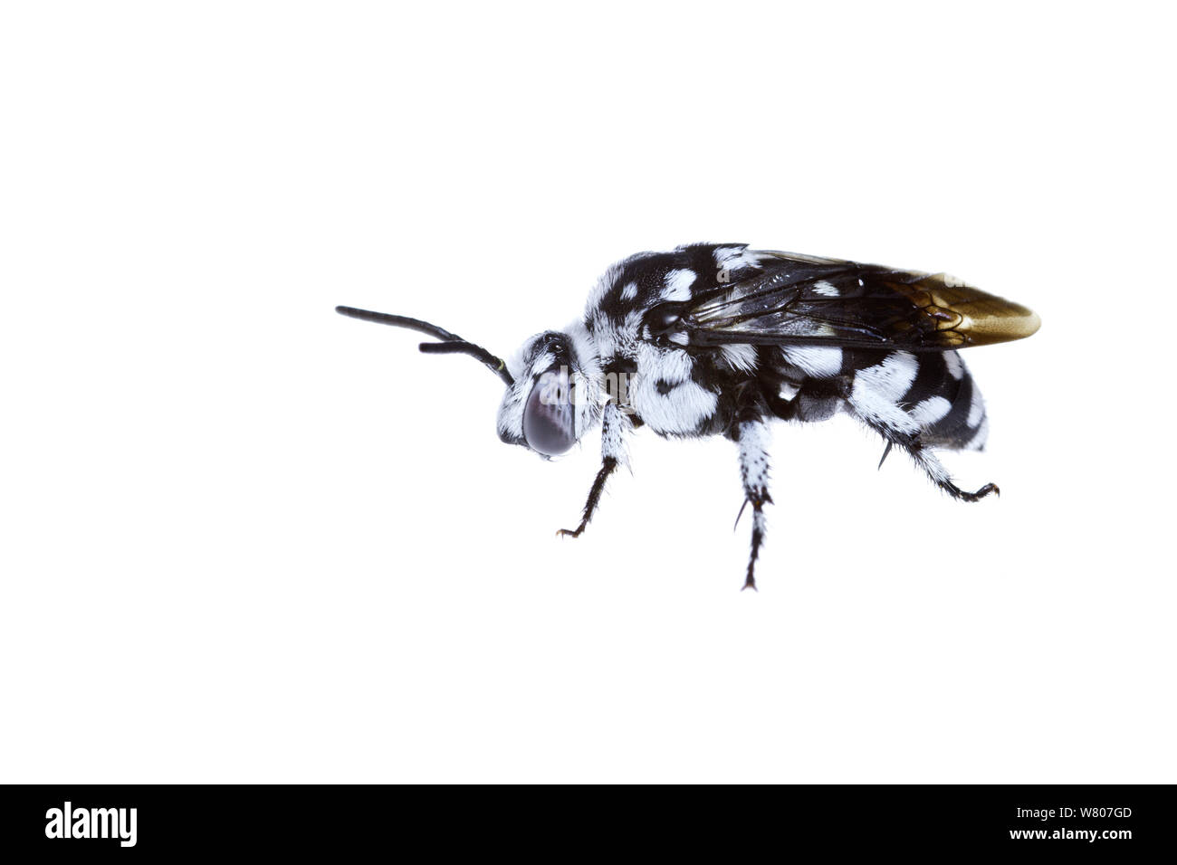 Cuckoo bee (waroonensis Thyreus) sud-ouest de l'Australie. Novembre. Banque D'Images