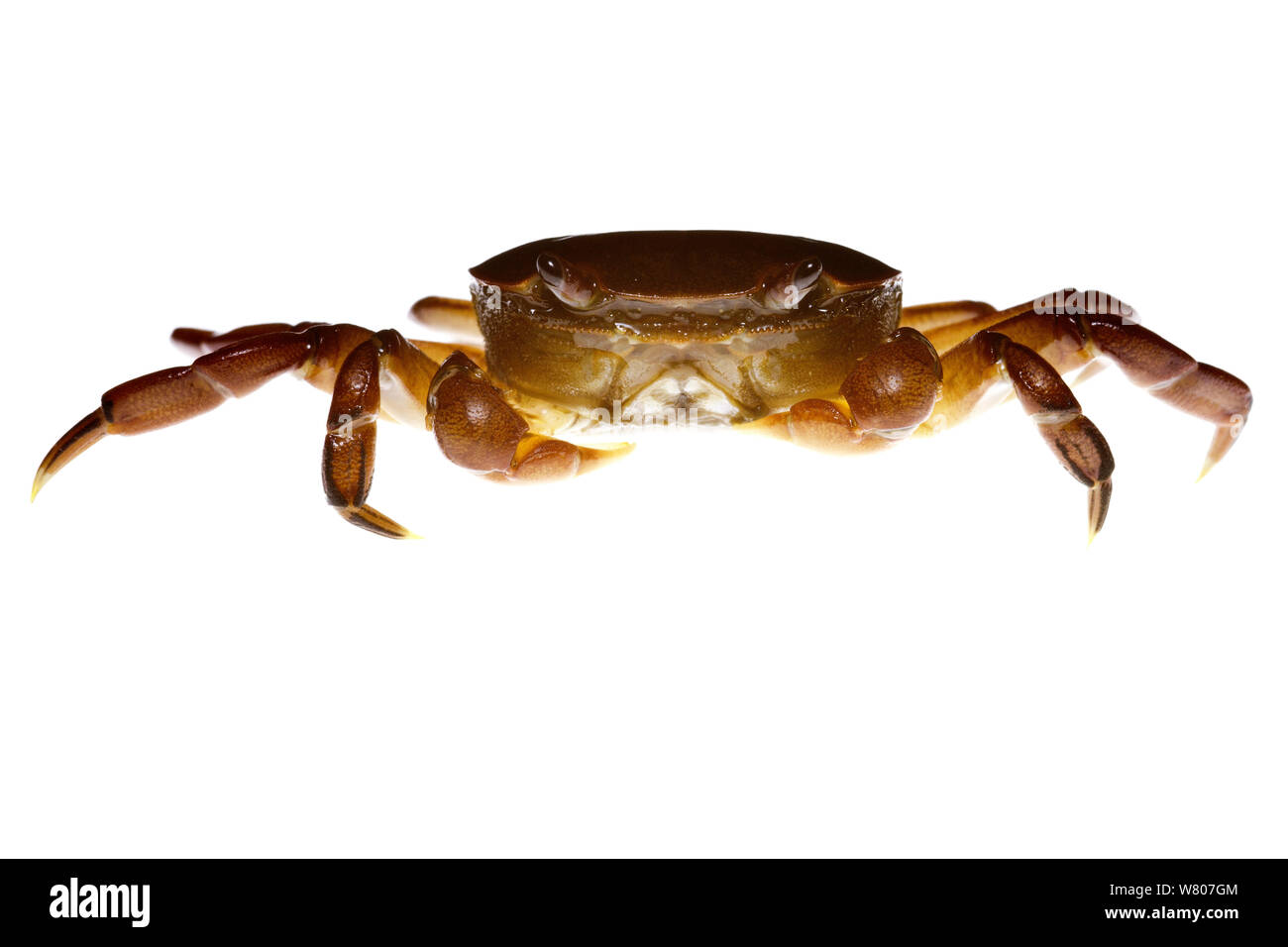 Petit crabe (Decapoda) Swan-Canning et de l'estuaire de la rivière, au sud ouest de l'Australie. Novembre. Banque D'Images