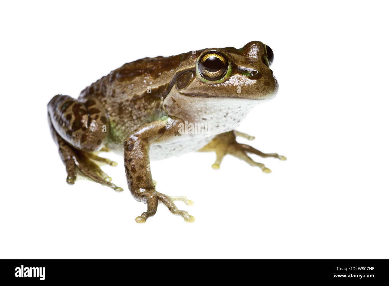 Bell&# 39;s (grenouille Litoria moorei) Dunsborough, sud-ouest de l'Australie. Juillet. Banque D'Images