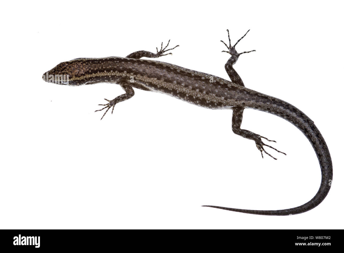 Peron's snake-eyed skink (Cryptoblepharus plagiocephalus) Perth, Australie occidentale. Mars. Banque D'Images