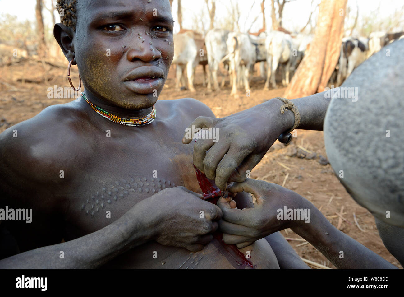 Jeune homme de la tribu avec Bodi ayant de nouvelles cicatrices sur sa poitrine avec une lame de rasoir, pour rendre la peau décoratifs scarifications. Vallée de l'Omo, en Ethiopie, en mars 2015. Banque D'Images