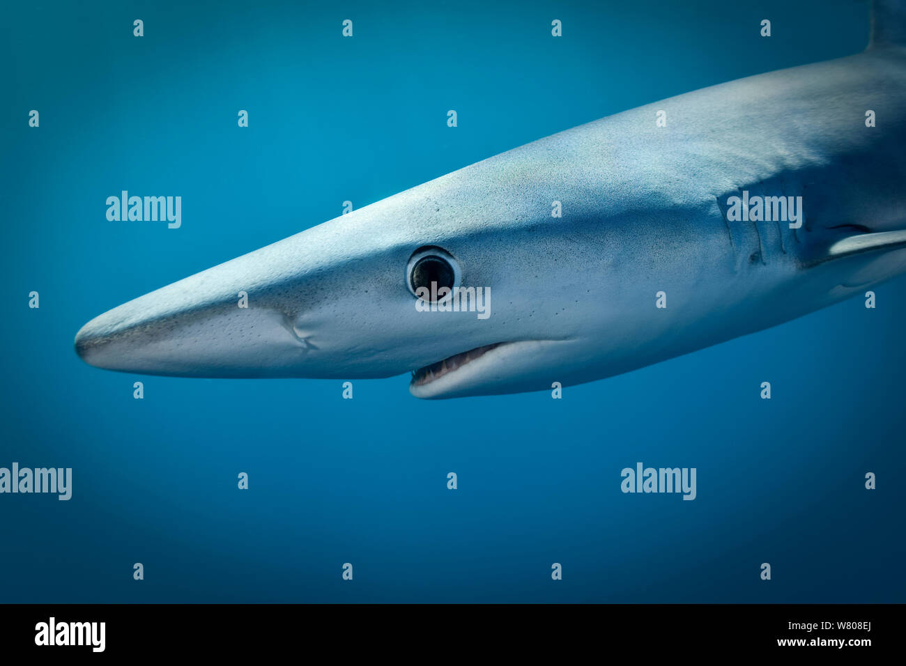 Le requin bleu (Prionace glauca) tête portrait, au large de la côte de Hawke&# 39;s Bay, Nouvelle-Zélande, mars. Banque D'Images
