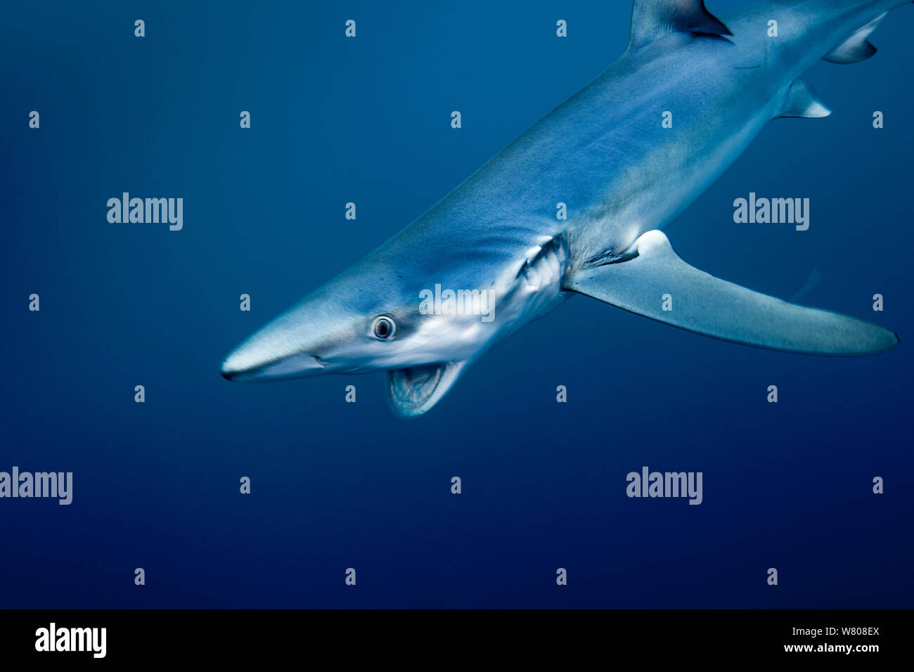 Le requin bleu (Prionace glauca) Nager avec la bouche ouverte, au large de la côte de Hawke&# 39;s Bay, Nouvelle-Zélande, février. Banque D'Images