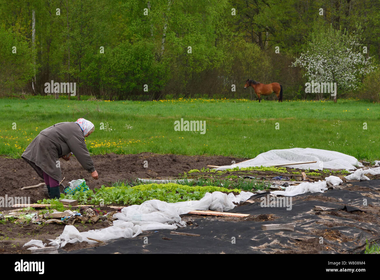 Agriculteur de subsistance tendant son potager, Musteika Village, Lituanie, mars 2015. Banque D'Images