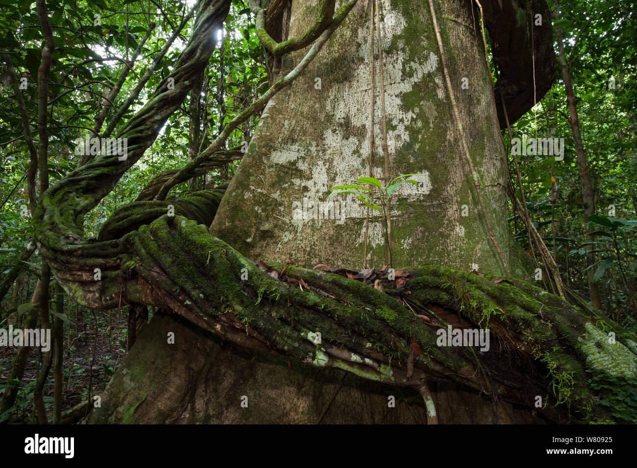 Liana épais s'élevant autour du tronc d'un arbre, le Parc National de Way Kambas, Sumatra, Indonésie. Banque D'Images