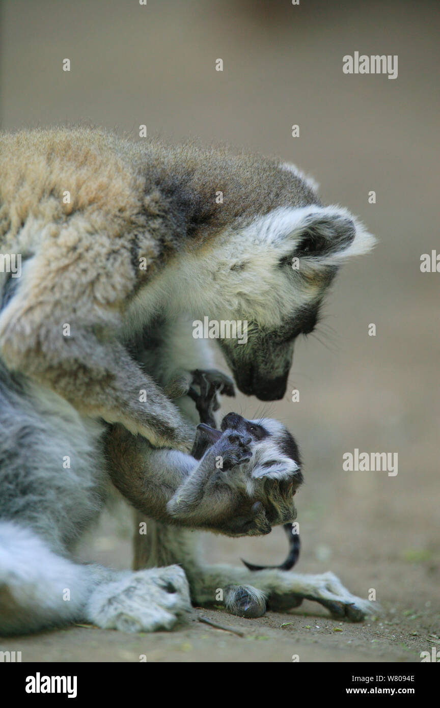 Le Phoque Annele Tailed Lemur Lemur Catta Femmes Avec Bebe Mort Tue Au Cours De La Lutte Entre Les Femmes Reserve De Berenty Madagascar Photo Stock Alamy Le Phoque Annele Tailed Lemur Lemur Catta Femmes Avec Bebe Mort Tue Au Cours De La Lutte Entre Les Femmes Reserve De Berenty Madagascar Photo Stock Alamy