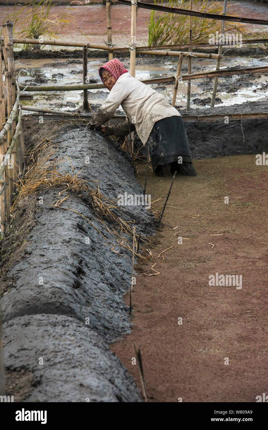 Femme âgée travaillant dans les rizières, Apatani Tribu Apatani, Ziro Vallée, contreforts de l'Himalaya, de l'Arunachal Pradesh, au nord-est de l'Inde, novembre 2014. Banque D'Images
