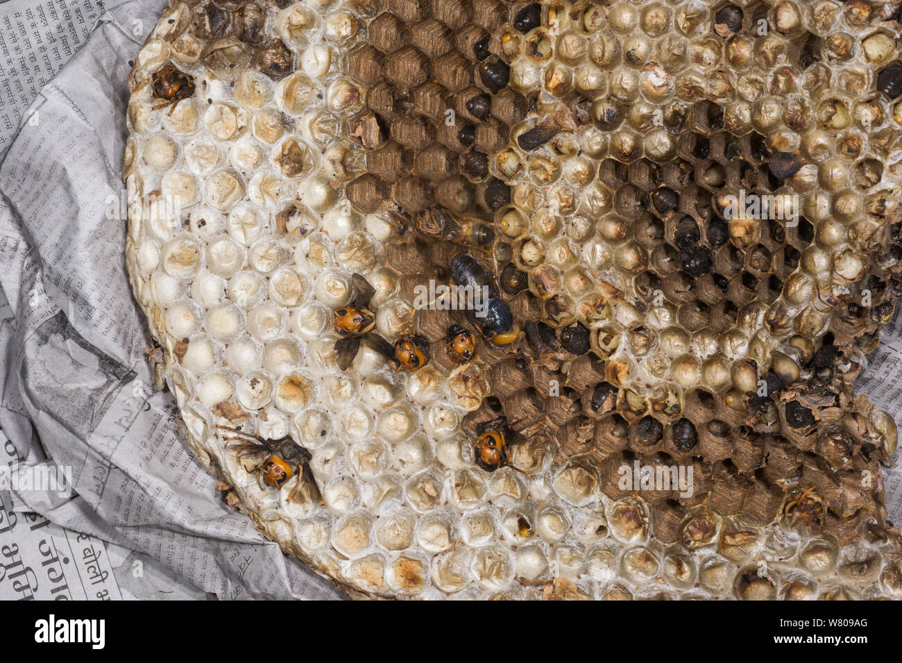 Hornet nid avec des larves, vendus comme aliments dans market.Apatani tribu, Ziro Vallée, contreforts de l'Himalaya, de l'Arunachal Pradesh.Le nord-est de l'Inde Banque D'Images