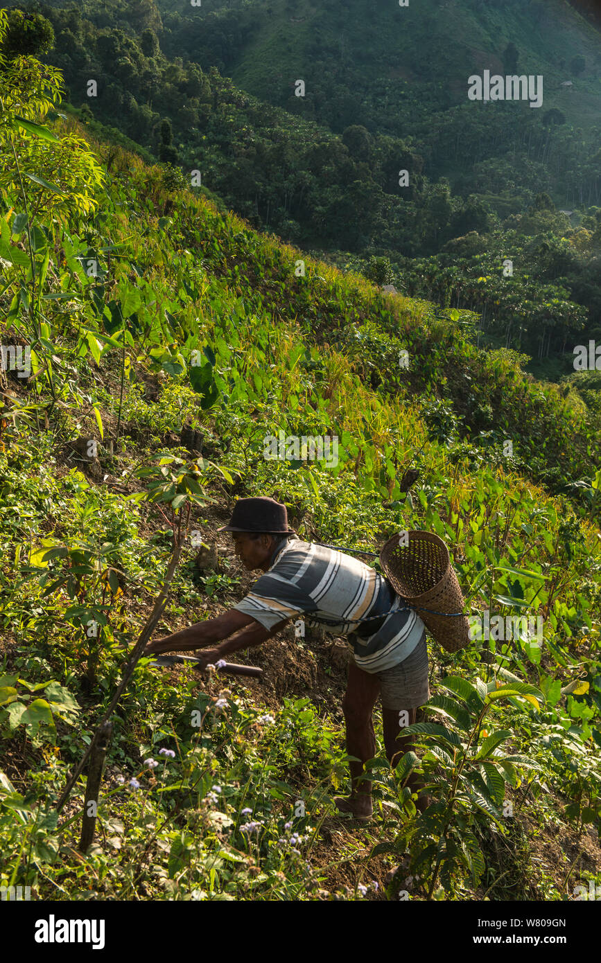 Naga Konyak agriculture sur forte pente. Mon district. Le Nagaland, dans le Nord Est de l'Inde, octobre 2014. Banque D'Images