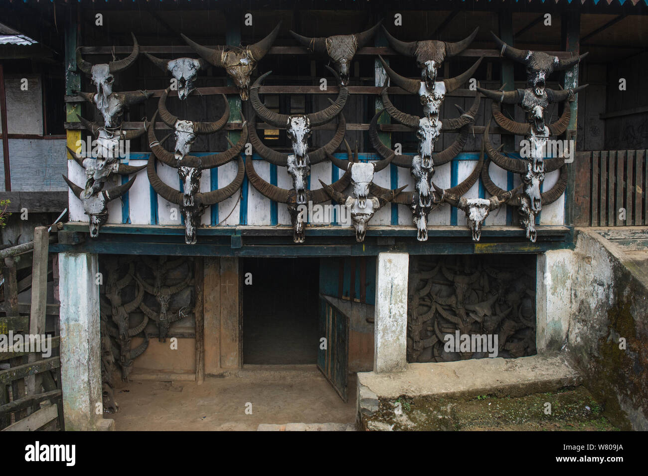 Naga Konyak maison ornée de crânes de bisons, mon district, Nagaland, dans le Nord Est de l'Inde, octobre 2014. Banque D'Images