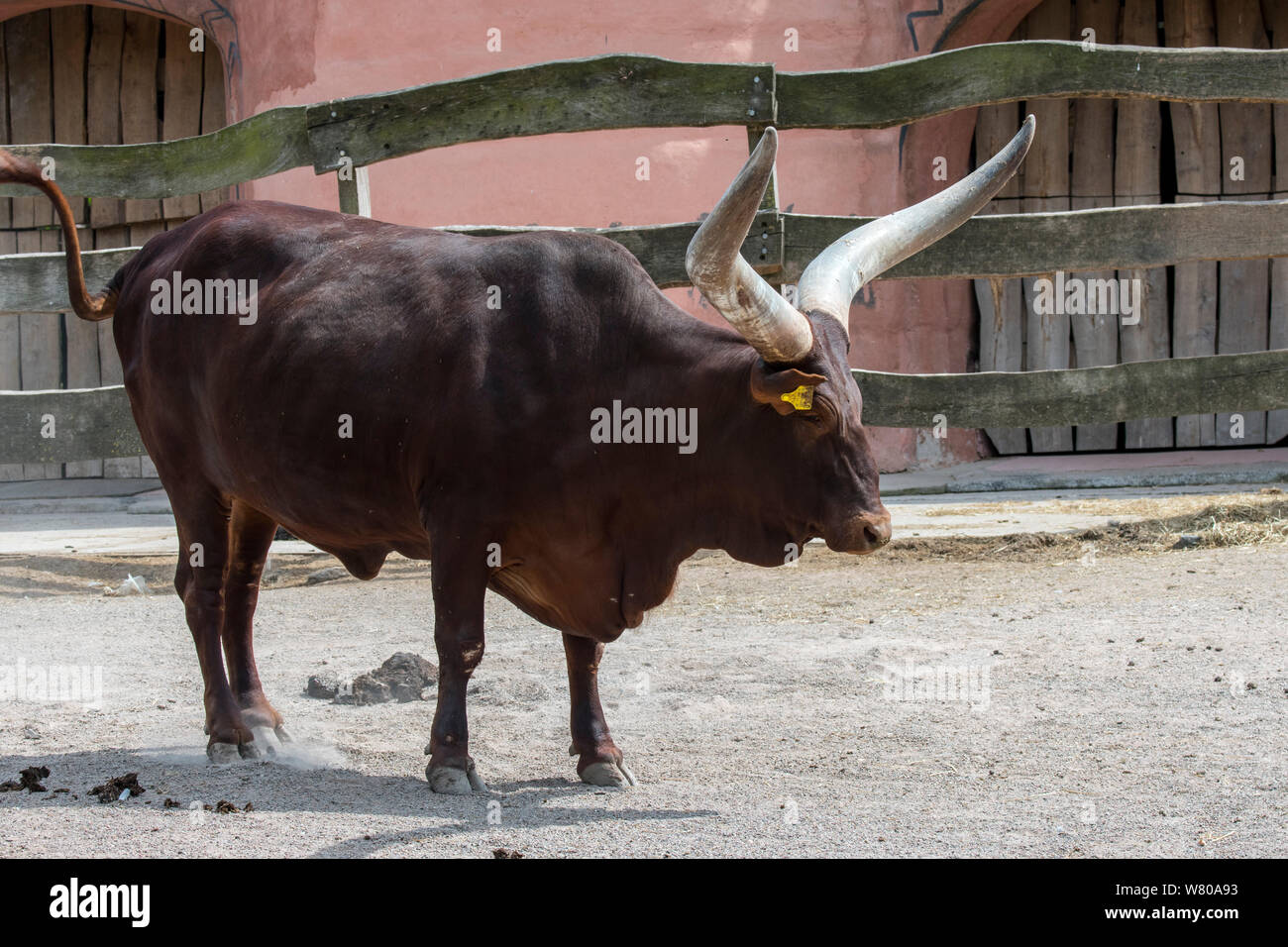 Ankole-Watusi Bull, la race des bovins domestiques de l'Afrique centrale avec des cornes énormes au zoo Banque D'Images