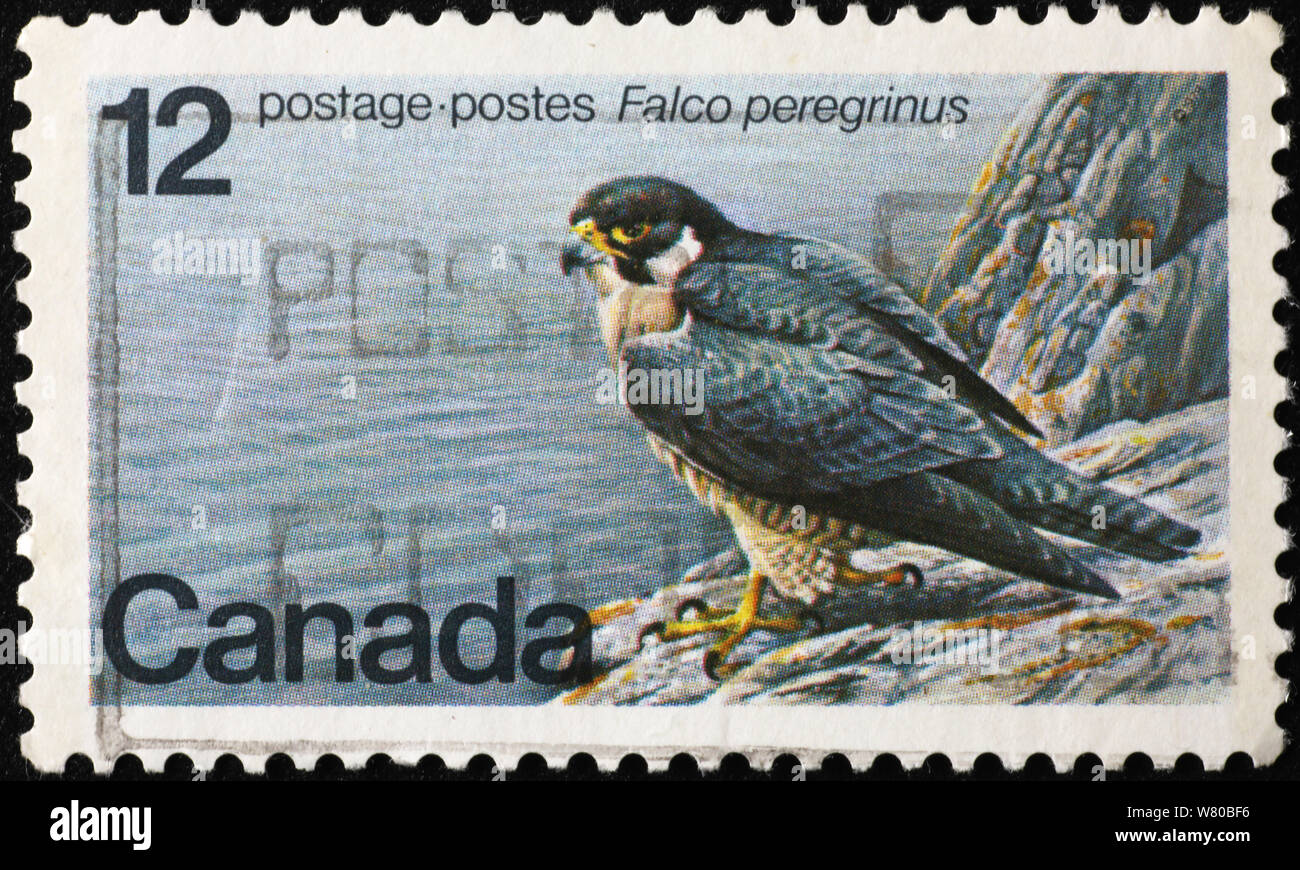 Le faucon pèlerin sur un timbre-poste canadien Banque D'Images