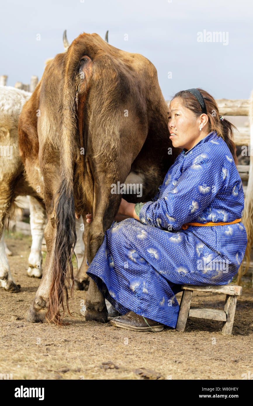 Une femme Mongole un yak de traite. Banque D'Images