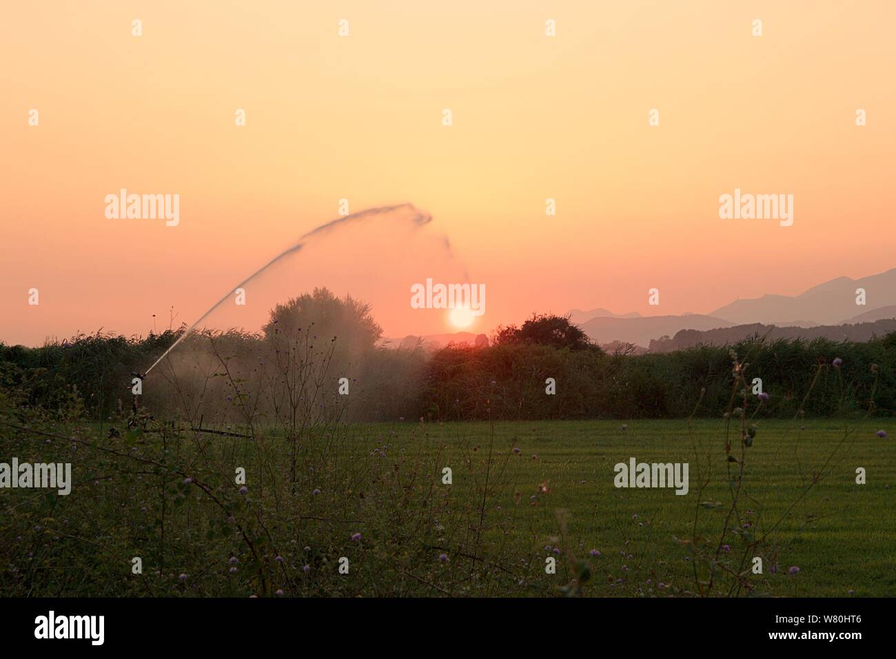 Les agriculteurs d'un champ est irriguées au coucher du soleil par un très grand arroseur avec un très long jet d'eau sur le soleil Banque D'Images