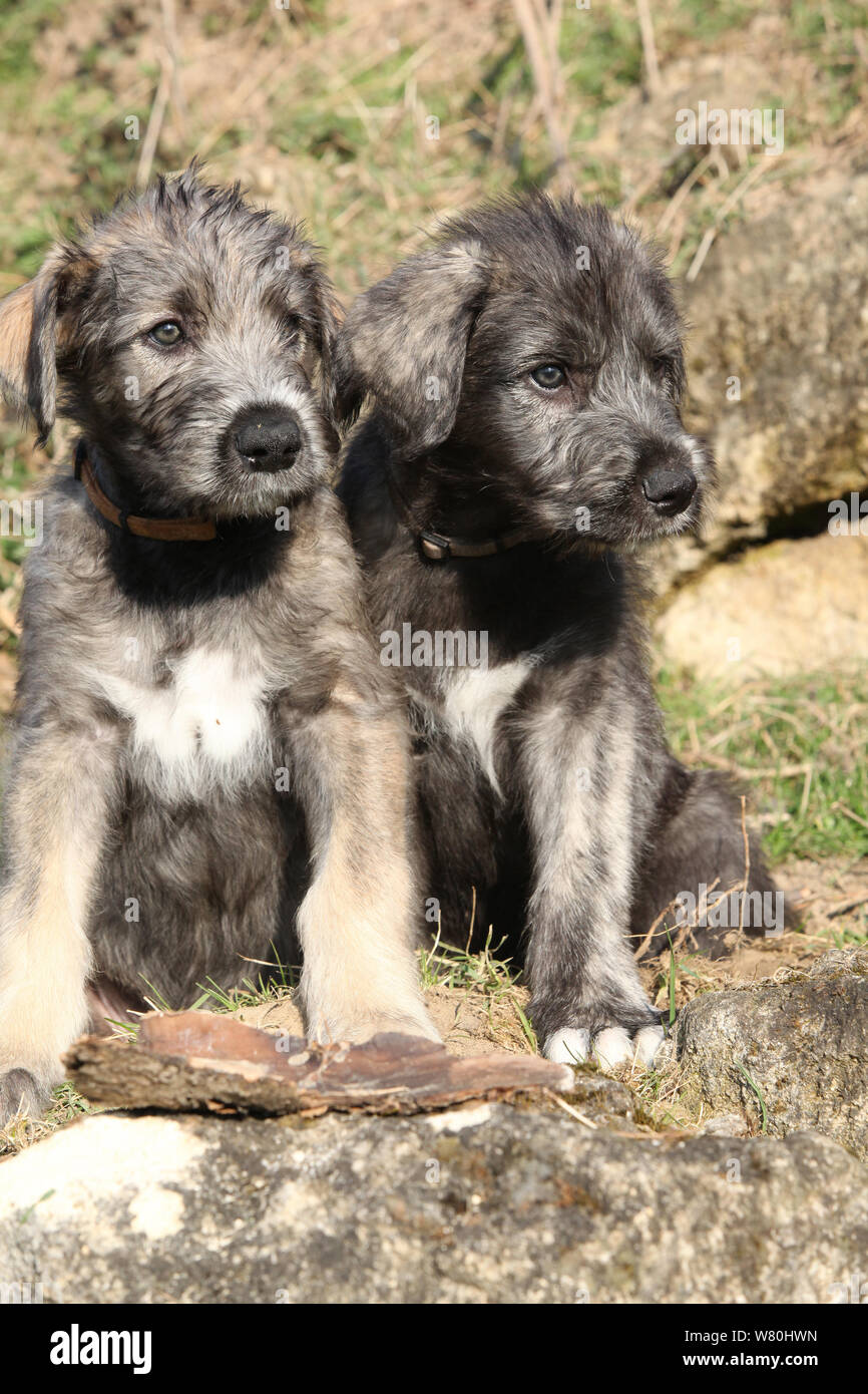 Deux chiots d'Irish Wolfhound ensemble dans le jardin Banque D'Images