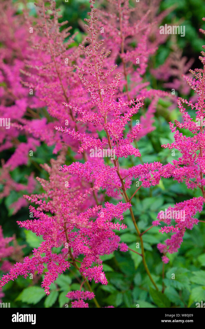 Les fleurs rose vif d'une Astilbe au cours d'un été écossais. Banque D'Images