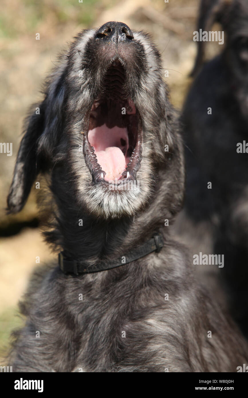 Joli chiot lévrier irlandais en dehors du bâillement Banque D'Images