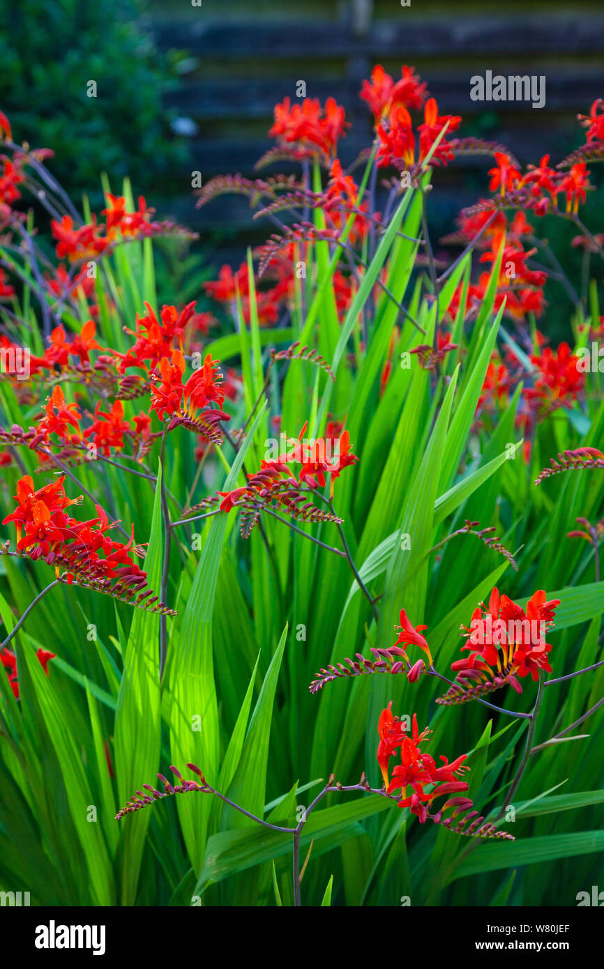 Couleur rouge vif éclatant et Crocosmia Lucifer Fleurs Banque D'Images