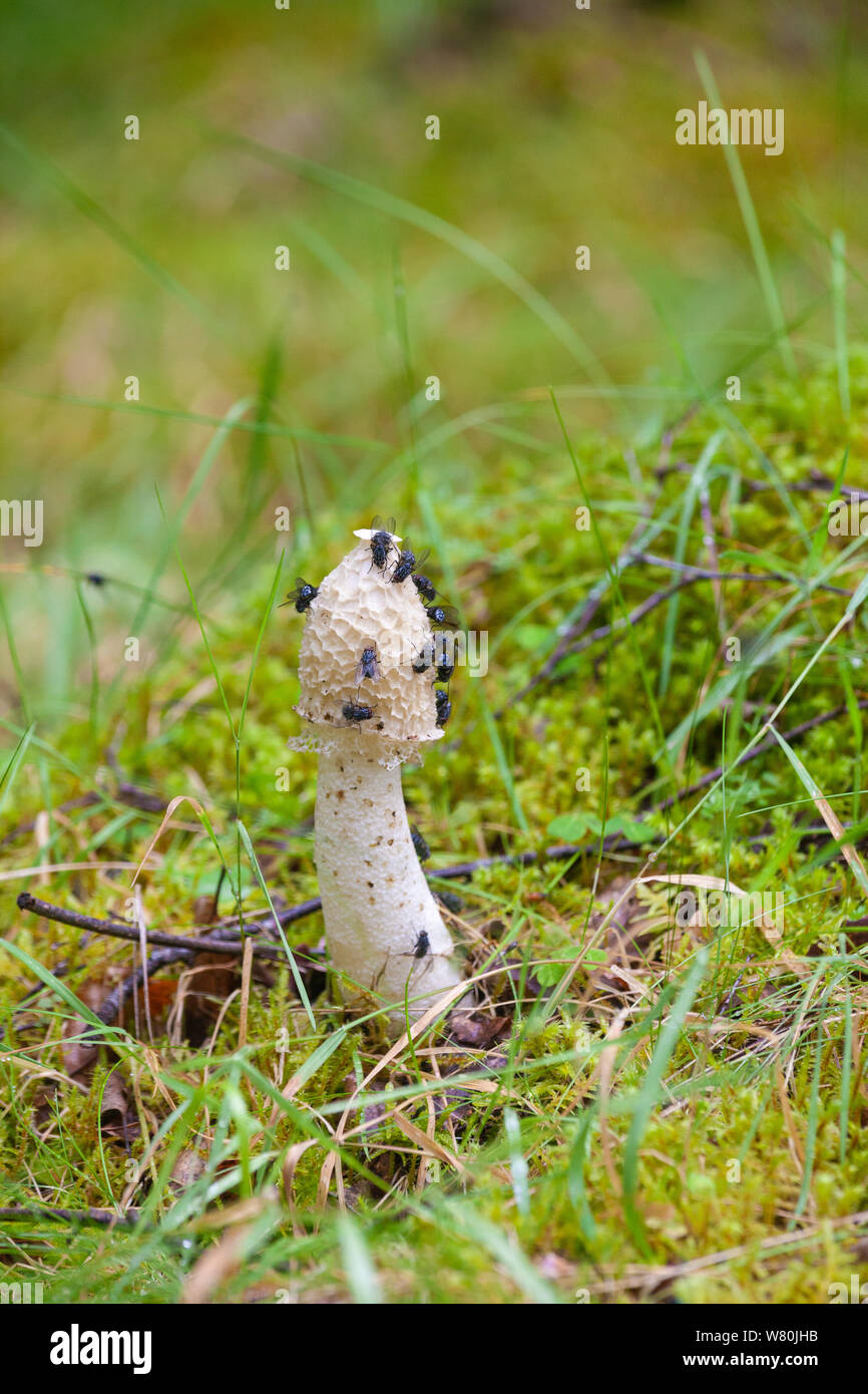 Phalle impudique Phallus impudicus Champignons couverts en bleue vole dans un bois près de Aberdeen. Banque D'Images