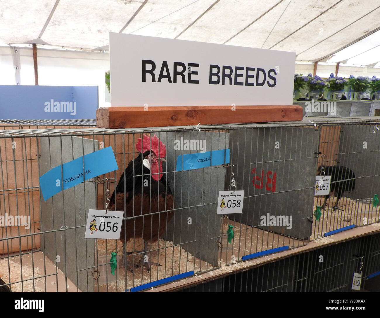 Wigtown et horticoles poultry show 2019 - Rare Breeds section -Vorwerk la volaille Banque D'Images