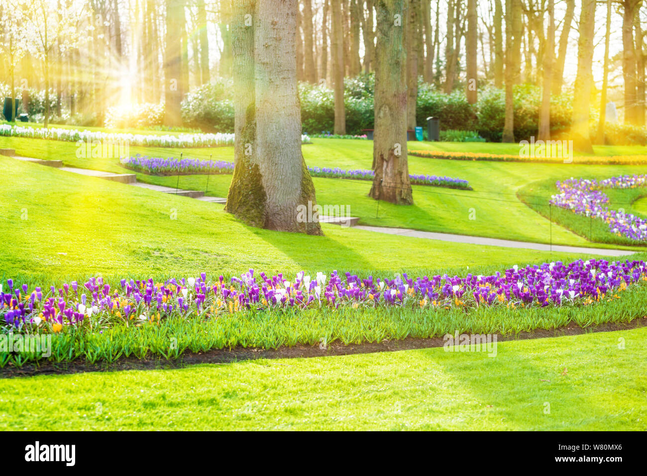 Jardin fleuri de fleurs Banque D'Images