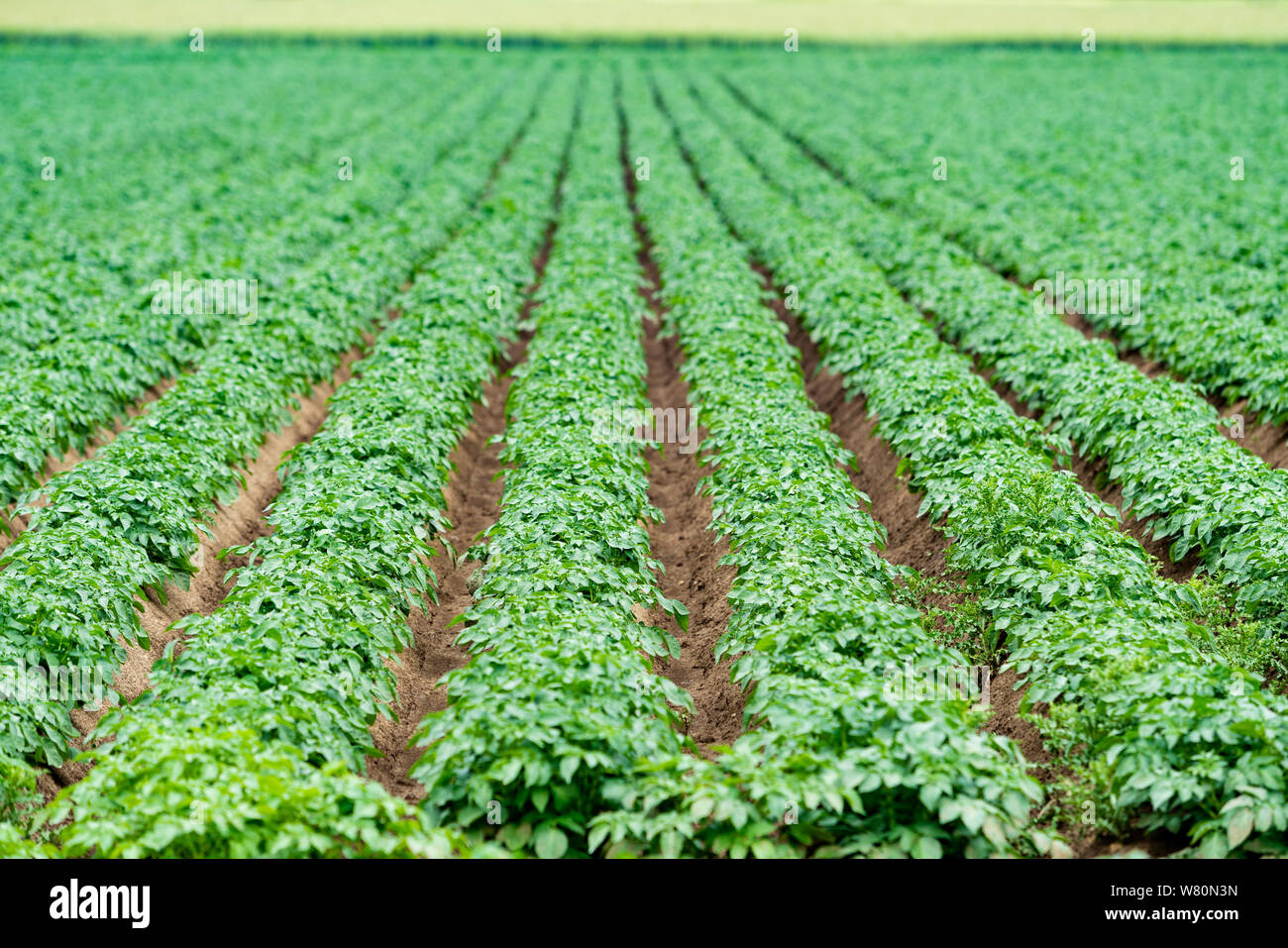 Champ de pommes de terre avec les pousses vertes de pommes Banque D'Images