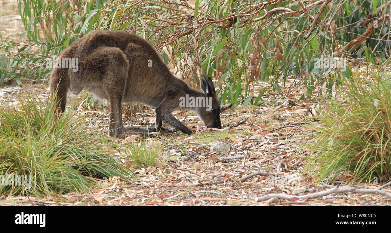 Un kangourou rouge, Macropus rufus, le pâturage Banque D'Images